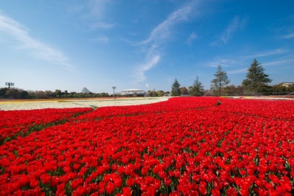 花ひろば一面を鮮やかな色に変えるチューリップ