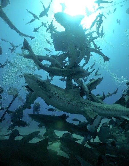 シャークスクランブル：シャークタワー内