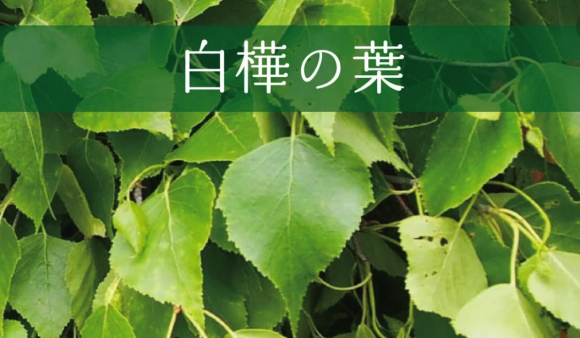 白樺の葉