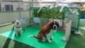 移動動物園の入り口でお客様をお迎えする看板犬たち