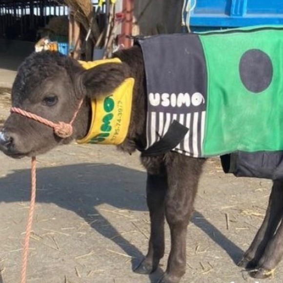 【USIMO】子牛の防寒着、淡路島に上陸。2/18、淡路家畜市場に出店