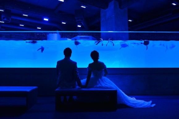 AOAO SAPPOROの人気生物「キタイワトビペンギン」を背景に写真が撮れる