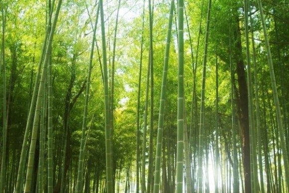 「経営展開サポート助成金」