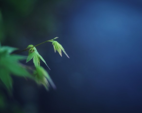 【連載】写真短歌（１７）・・川喜田 晶子｜きらめきぷらす