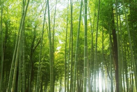 明日にチャレンジ助成金