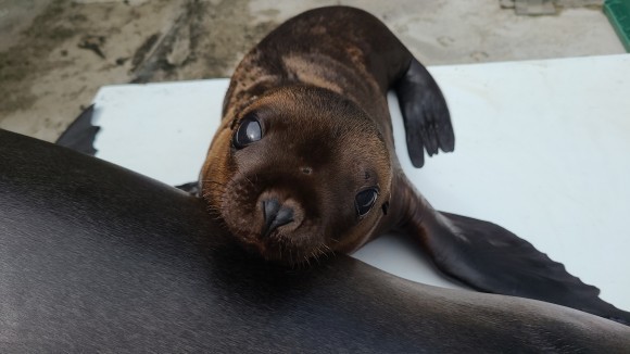 貸出画像「お母さんのすももにぴったりくっつくライム(8月12日撮影)」