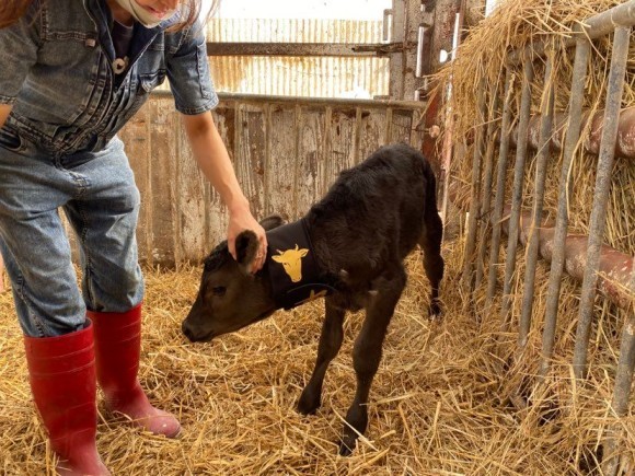 日本の畜産業を、寒さから守りたい。兵庫丹波の作業用品店の女性役員が普及にまい進。