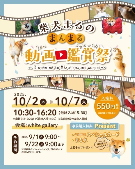 柴犬まるの日常を動画で追体験！「柴犬まるのまんまる動画鑑賞祭」が東京都文京区 WhiteGallery で開催決定！