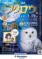 世界のフクロウ展