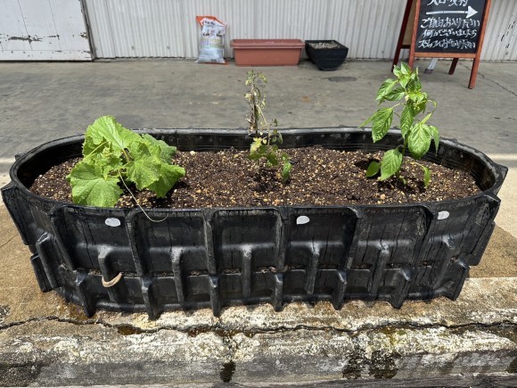 〈効果は一目瞭然⁉️〉農機具王三重店で肥料を使って作物の栽培比較を始めました