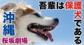 沖縄上映決定！映画「吾輩は保護犬である」沖縄の動物愛護団体が集結して上映を後押し！！