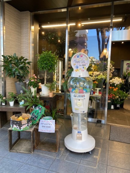 ハナサク本店前にフラワーガチャを設置しています。