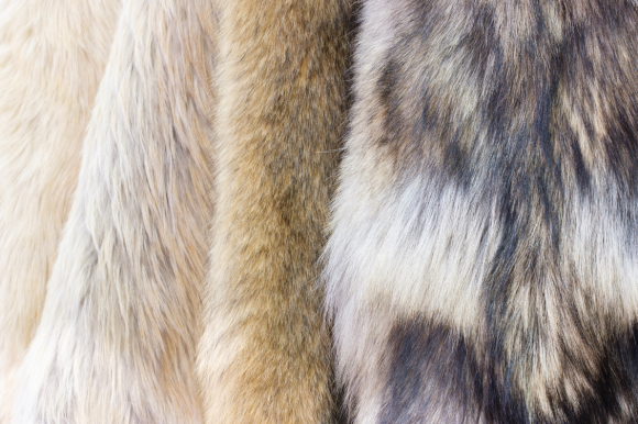 ニッセンケン開発の獣毛鑑別試験がJIS規格に採用