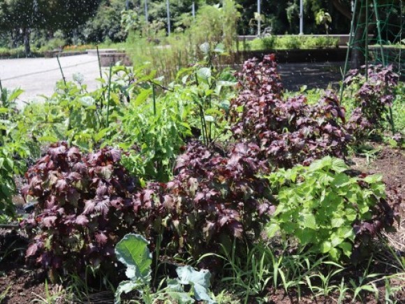 草木染めワークショップ～赤ジソ染め～