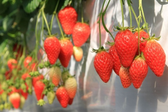 いちごが40分間食べ放題！