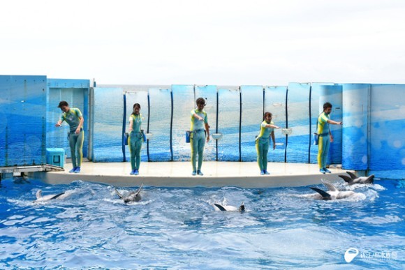 イルカショー「Wave～きみの波になりたい～」