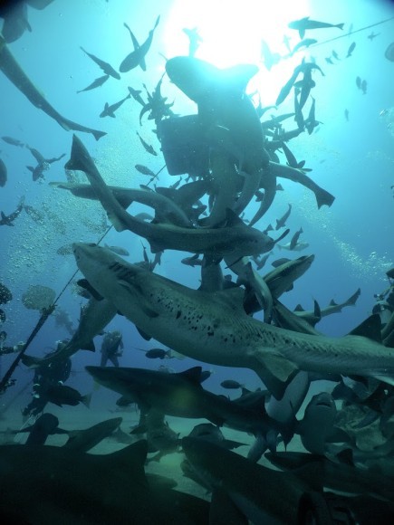 シャークスクランブル：シャークタワー内