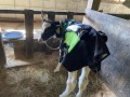 【USIMO】仔牛の防寒コート「モーっとほっと」最新モデル、2/2岐阜県関子牛市場に初登場。光熱費対策の切り札に。