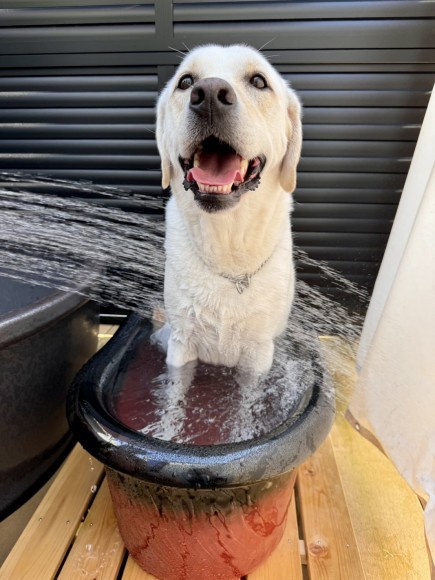 ワンちゃん専用露天風呂でシャワーを浴びる姿
