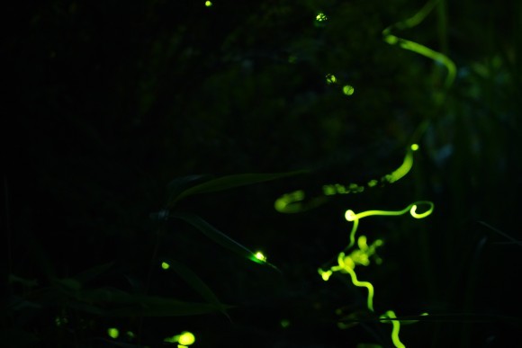 ほたるが飛び交う様子