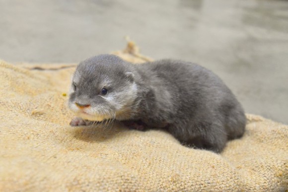「10月1日生まれのコツメカワウソの赤ちゃん」 (12月1日撮影・生後61日)