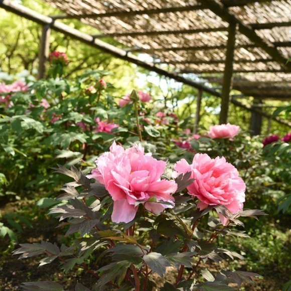 花庭園　ぼたんしゃくやく花まつり