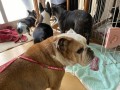 奈良県天理市の動物保護団体「つむぐ奈良」に犬用無添加おやつ VitaLife（ビタライフ）を寄付いたしました