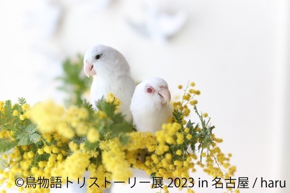 鳥物語トリストーリー展  2023 in 名古屋 @ haru