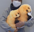 実物大クッションでニホンアナグマを抱きしめる体験を提供