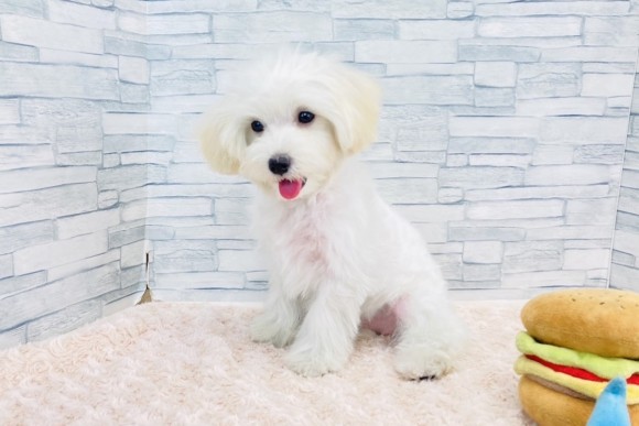 ナチュラル・ドッグ・プライド　http://lessonwan.com