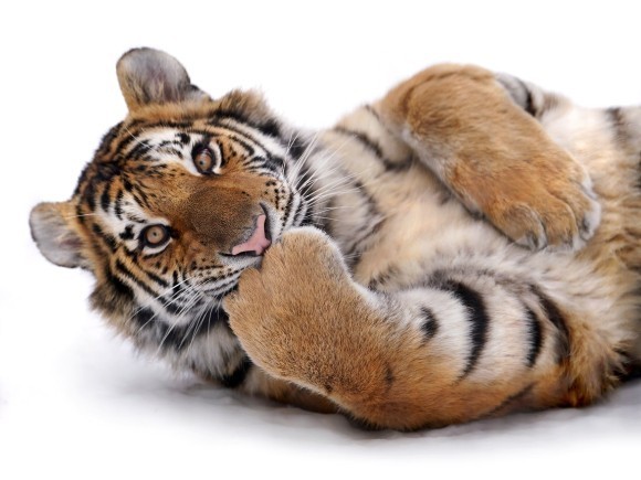 『ほぼねこ』（RIKU著）表紙となったアムールトラのシン（撮影地：旭山動物園）