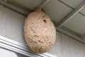 スズメバチの巣ができた人へのアンケート調査