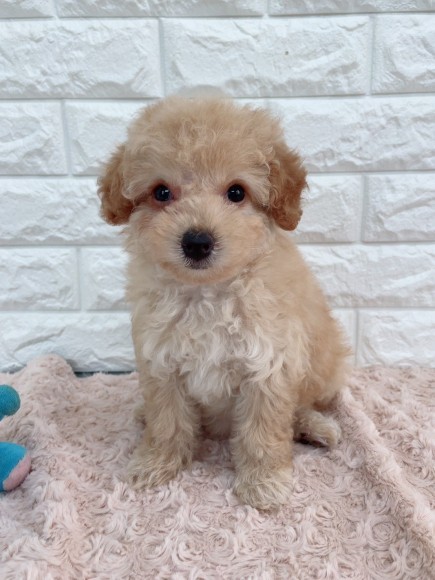 ディアイーヌで待っています！