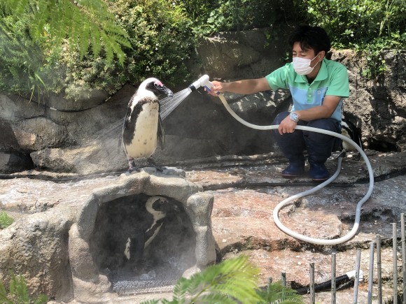 「草原のペンギン」の暑さ対策