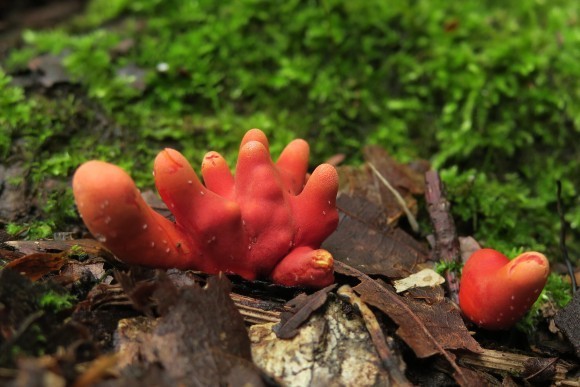 赤く枝分かれしている見た目が特徴の「カエンタケ」