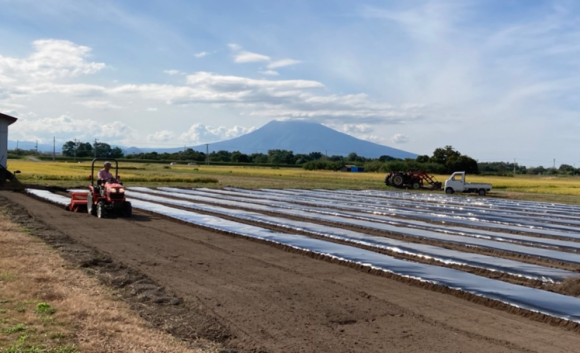 にんにく収穫作業：根切り作業