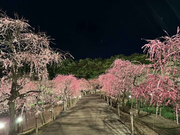 しだれ梅のライトアップ