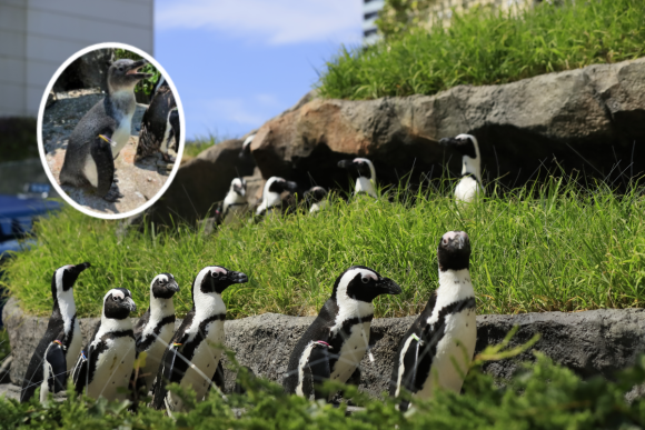 ケープペンギン「おいも」