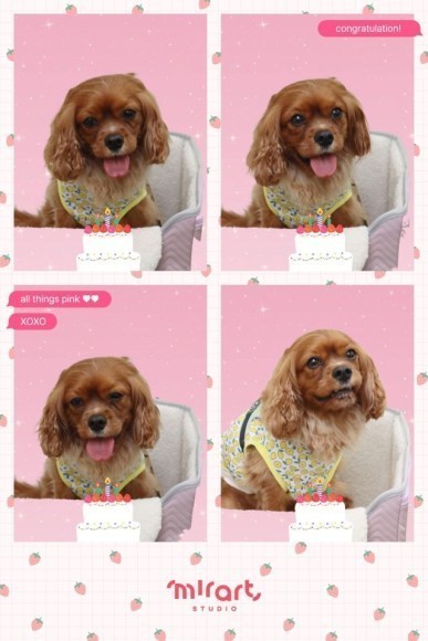 「動物」にも対応したセルフフォト機「Mirart STUDIO」