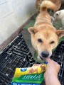 山口県の保護犬団体「わんにゃんランド」に犬用無添加おやつ VitaLife（ビタライフ）を寄付いたしました