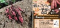 川越プリン（川越いも）の原料の 地元『川越いも』の芋堀りイベント開催