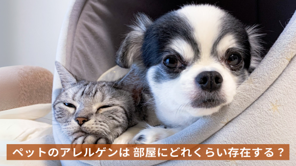 【アレルギーがあるけど、猫を飼いたい！】ペットと暮らす部屋のアレルゲン量を測定してみた