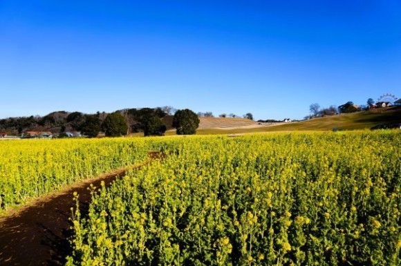 『菜の花』2025年1月14日撮影