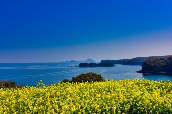 2月下旬から2700本の菜の花が開花予定！