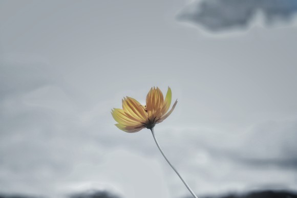 きらめきぷらすWEBMAGAZINE 川喜田 晶子「写真短歌」9月