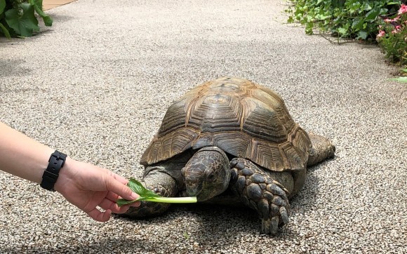 ムツアシガメ　ムっちゃん