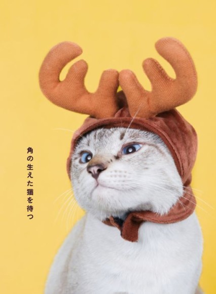 世界中から集めた「猫が出てくることわざ」集