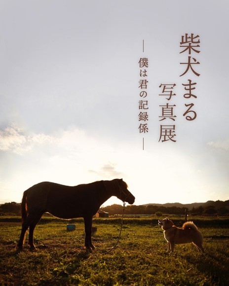 柴犬界のレジェンド「柴犬まる」写真展、関西上陸！～僕は君の記録係～ in 大阪 開催決定