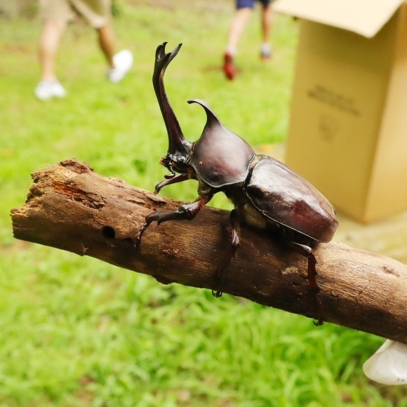 カブトムシ採集体験を無料開催！