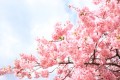 河津桜祭りへの新しい旅のスタイルをご提案 - グランアイラ伊豆高原のパーク＆トレインフリー切符プラン